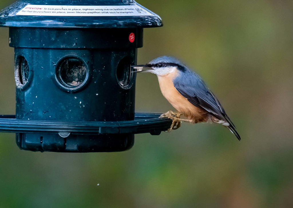 Nuthatch