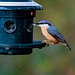 Nuthatch