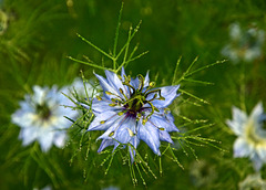 Love in a Mist ~ After Rain