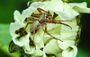 20210609 0769CPw [D~LIP] Spinne mit Beute, Wiesen-Margerite (Leucanthemum vulgare agg), Bad Salzuflen