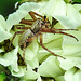 20210609 0769CPw [D~LIP] Spinne mit Beute, Wiesen-Margerite (Leucanthemum vulgare agg), Bad Salzuflen