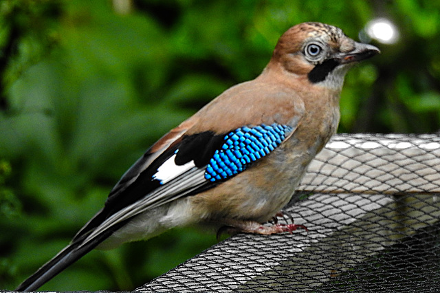 20210705 1311CPw [D~LIP] Eichelhäher (Garrulus glandarius), Bad Salzuflen