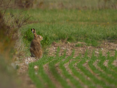 Lievre - Entre champ et bois (focale 1000mm)