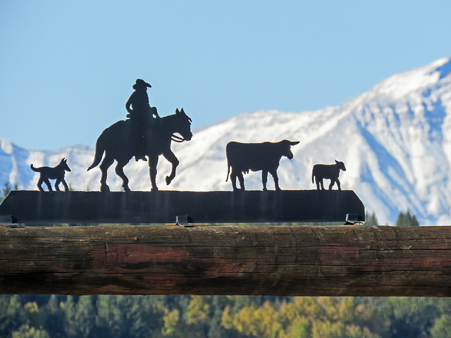 "Cattle drive"