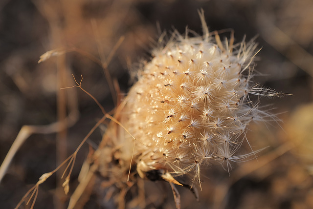 Cynara algarbiensis, Penedos