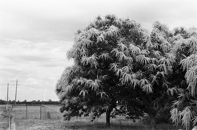 Chestnut blossom