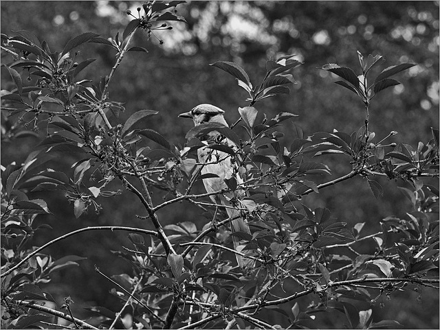 Bluejay in b&w