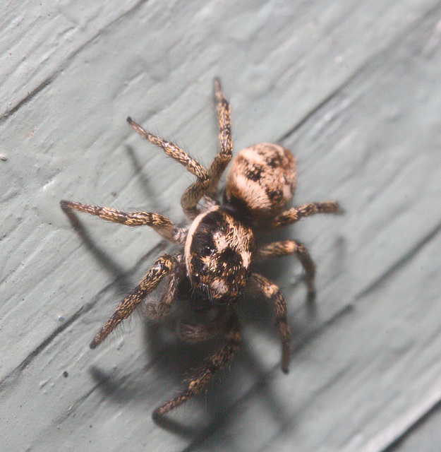 IMG 0496 Zebra Spider