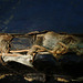 Couverture en cuir et laiton - Puces de Vanves