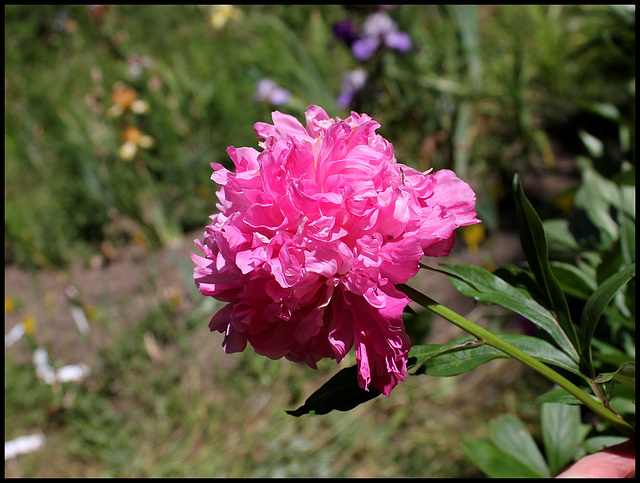 Pivoine Alexandre Dumas (3)