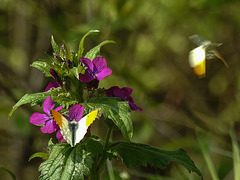 20170409 0409CPw [D~PB] Aurorafalter (Anthocharis cardamines), Steinhorster Becken, Delbrück