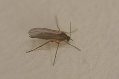 Fly IMG_0533