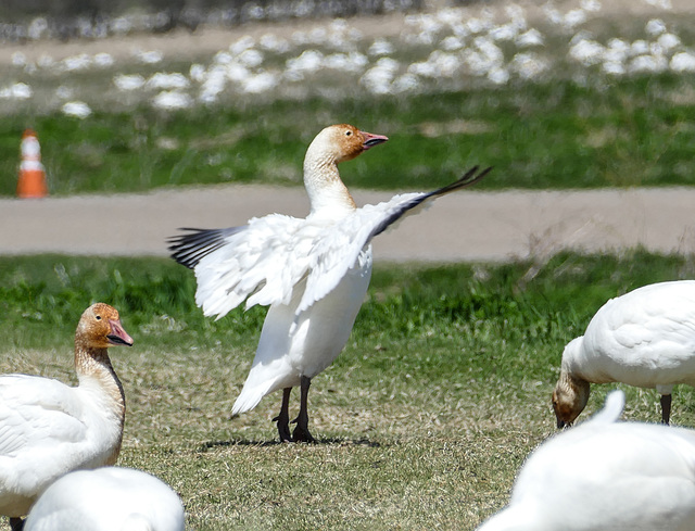 Day 12, Snow Geese, Cap Tourmente