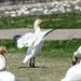 Day 12, Snow Geese, Cap Tourmente