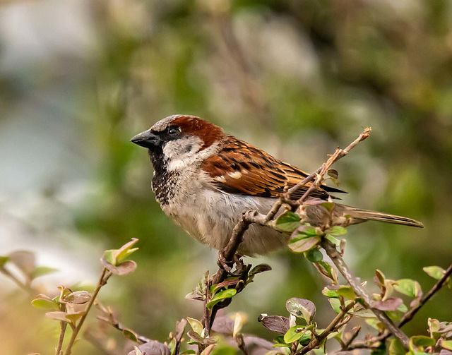 Sparrow