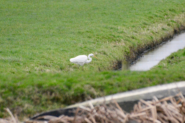 Great Egret