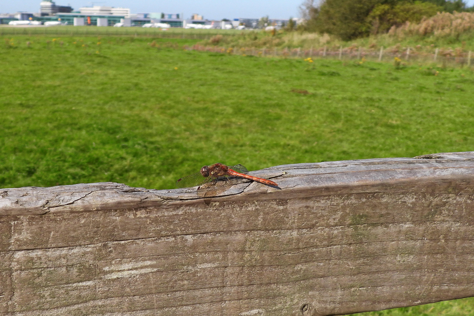 Dragonfly and fence