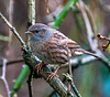 Dunnock
