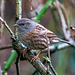 Dunnock