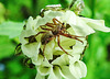 20210609 0770CPw [D~LIP] Spinne mit Beute, Wiesen-Margerite (Leucanthemum vulgare agg), Bad Salzuflen