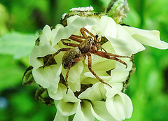 20210609 0770CPw [D~LIP] Spinne mit Beute, Wiesen-Margerite (Leucanthemum vulgare agg), Bad Salzuflen