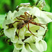 20210609 0770CPw [D~LIP] Spinne mit Beute, Wiesen-Margerite (Leucanthemum vulgare agg), Bad Salzuflen