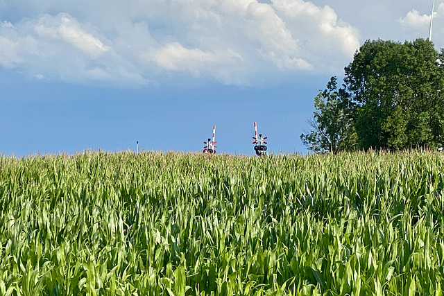 Hindeloopen 2021 – Railway crossing in the maizeﬁeld