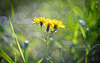 Eine schöne märchenhafte Lichtstimmung hatte ich da gleich früh Morgens im Gras :))  I had a beautiful fairytale lighting mood there early in the morning in the grass :))  J'y ai eu une belle ambiance lumineuse de conte de fées tôt le matin dans