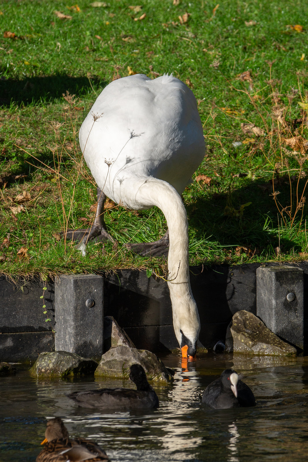 Köln Lindenthal - Schwäne am Rautenstrauchkanal