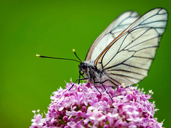 Aporia crataegi