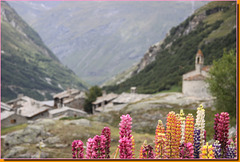 Lupins - fonds de la vallée de Hte Maurienne