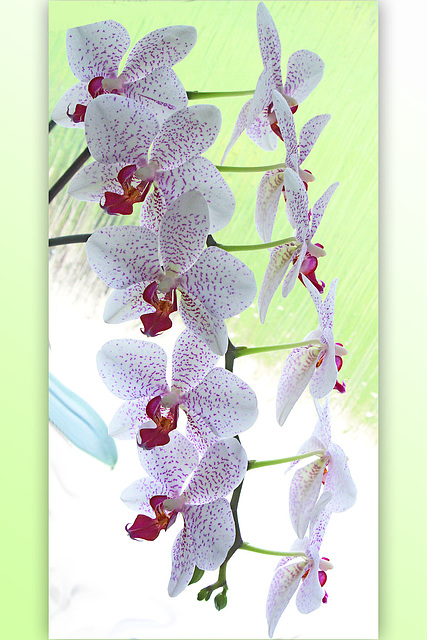 Orchids - portrait on green grad - 11.2.2015