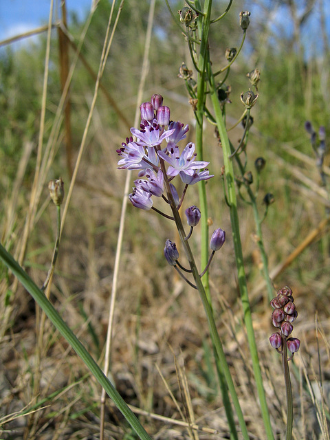 Scilla autumnalis - 2004-10-01--Ix500-IMG_0956