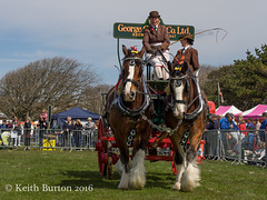 Working and Heavy Horse Show