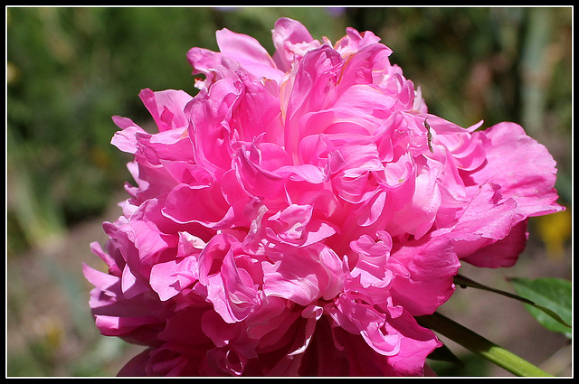 Pivoine Alexandre Dumas (4)