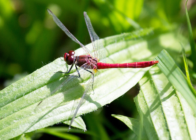 Feuerlibelle ?