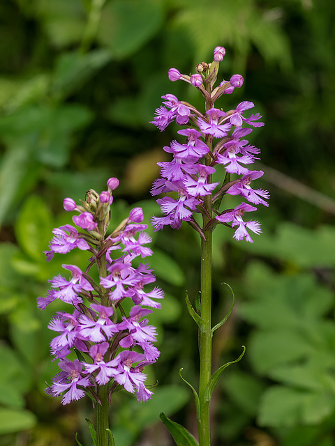 Platanthera psycodes (Small Purple Fringed orchid)