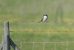 Lanius meridionalis, Picanço-real, Sapal de Castro Marim