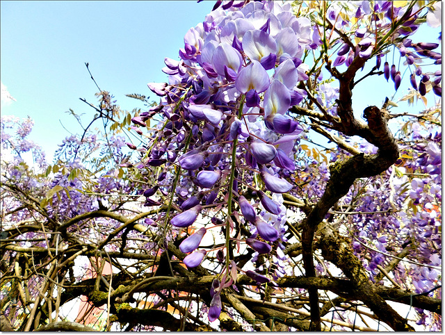 Glycine à Pornic (44) avec PIP