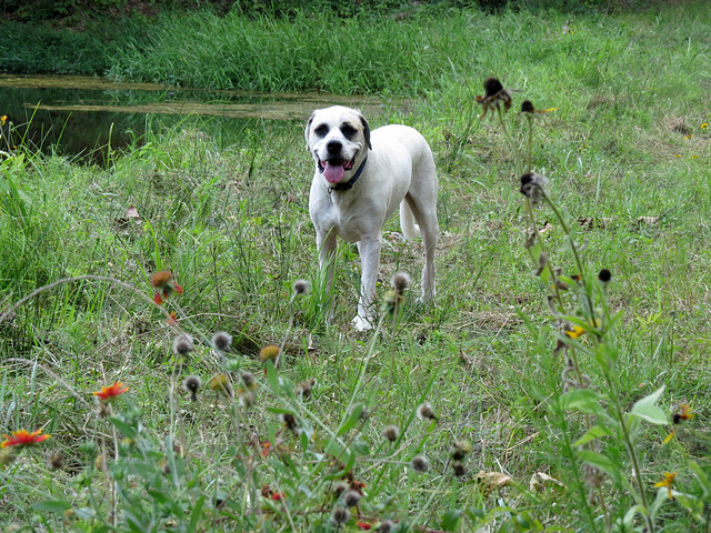 Branco by the pond