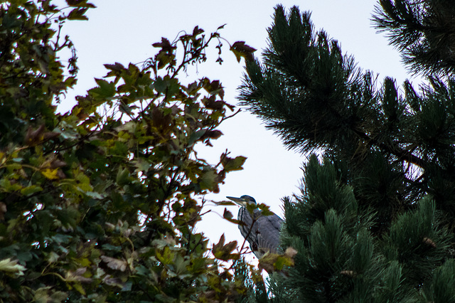 Grey Heron in the garden !