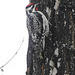 Yellow-bellied Sapsucker