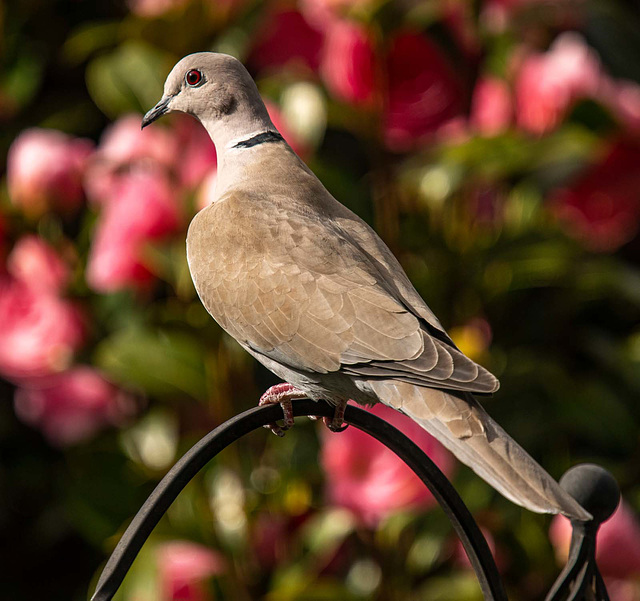 Collared dove