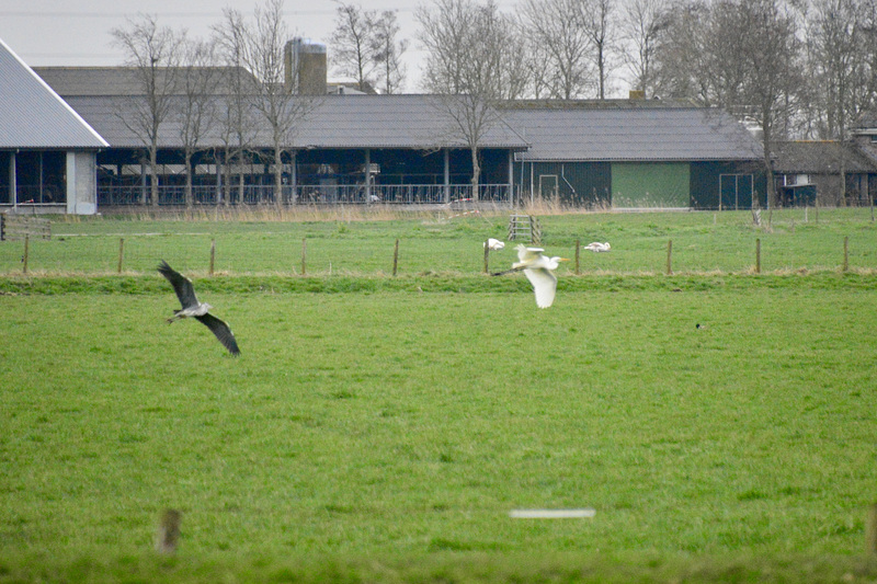 Great Egret and Grey Heron