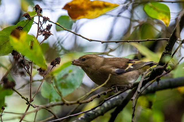 Chaffinch