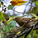 Chaffinch