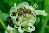20210609 0771CPw [D~LIP] Spinne mit Beute, Wiesen-Margerite (Leucanthemum vulgare agg), Bad Salzuflen
