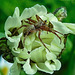 20210609 0771CPw [D~LIP] Spinne mit Beute, Wiesen-Margerite (Leucanthemum vulgare agg), Bad Salzuflen