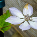 20210627 1146CPw [D~LIP] Waldrebe (Clematis SoMany Blue Flowers), Bad Salzuflen