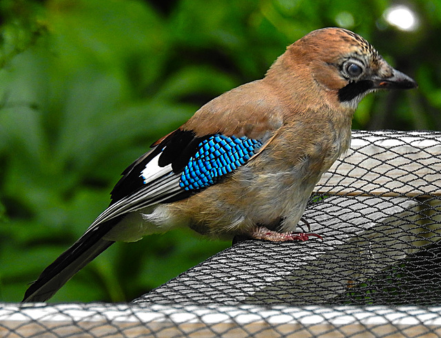 20210705 1313CPw [D~LIP] Eichelhäher (Garrulus glandarius), Bad Salzuflen